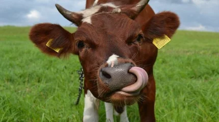 Программу «Игілік» по развитию племенного животноводства запустят в Казахстане