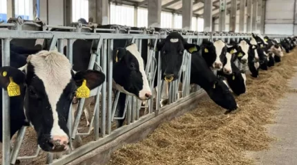 Елімізде 28,9 млн тонна мал азығы дайындалды