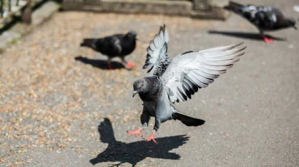 Голубей кормят контрацептивами во Франции