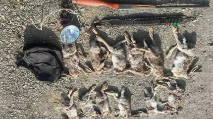 Қызылордада заңсыз аң аулаған күдіктілер қолға түсті