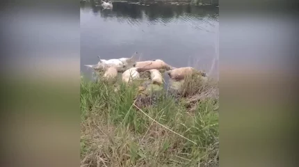 Ақтөбе облысында 100-ден астам киік қырылды