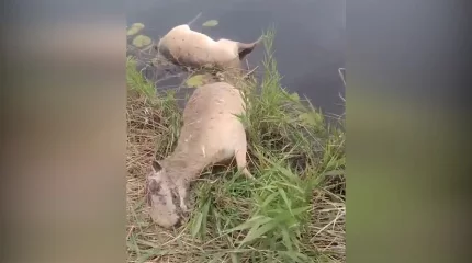 Больше ста сайгаков утонули при переходе реки в Актюбинской области