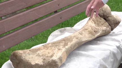 Кость гигантского мамонта обнаружили на берегу реки Есиль в СКО