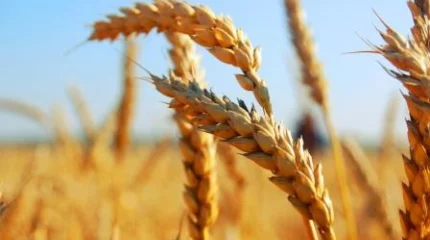 Биыл елімізде 11,6 млн тонна астық жиналды