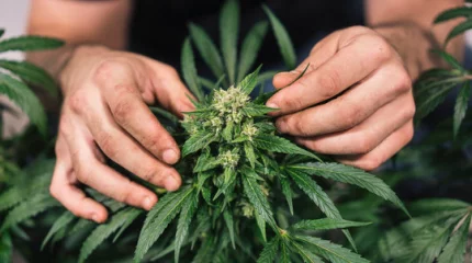 Крупную плантацию конопли обнаружили у жителя Карагандинской области