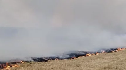 Горит более 1000 гектаров заповедника «Алаколь»
