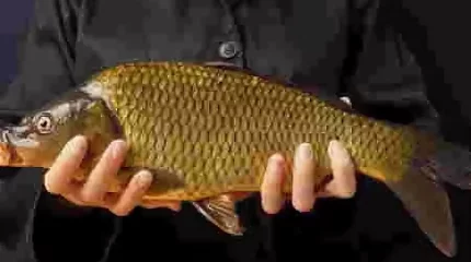 Двух браконьеров поймали на курортном озере в Бурабае