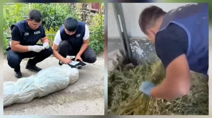 Көлік полицейлері 76 жастағы ер адамнан есірткі өсімдігін тәркіледі