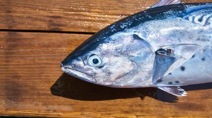 И совсем не семга: в каких сортах рыбы больше всего Омега-3 и других полезных веществ