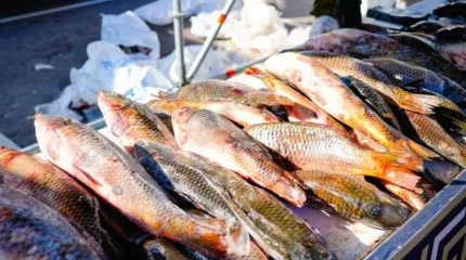 Сомы, сазаны, жерехи: астанчане скупают рыбу на ярмарке выходного дня