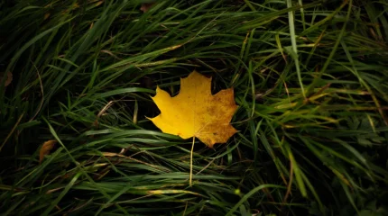 Осень набирает обороты: в Астане дождь и порывистый ветер, в Шымкенте — гроза