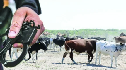 Мал ұрлауды кәсіпке айналдырған қылмыстық топ ұсталды