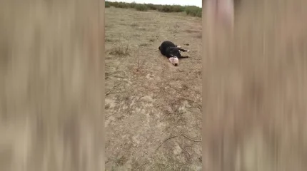 Атырау облысында сиыр қырылып жатыр