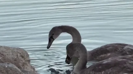 Атырауда екі аққу құтқарылды