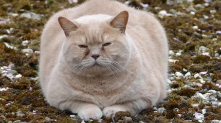 В Канаде котов с ожирением заставляют худеть в бассейне (ВИДЕО)