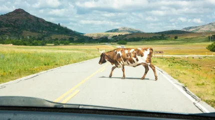 Көлік сиырды қағып, бір адам зардап шекті