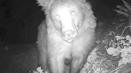 Краснокнижный медведь сделал «селфи» в Иле-Алатауском нацпарке