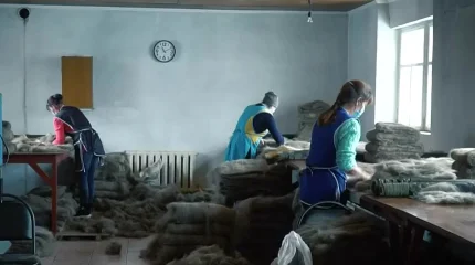 Елімізде биязы жүнді қойдың саны күрт азайып барады