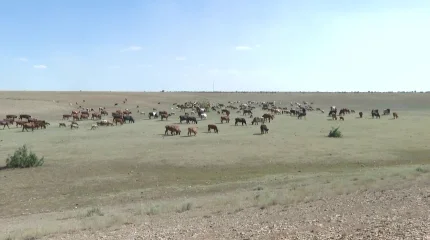 «Ауыл аманаты» бағдарламасы Ұлытау облысында ауыл бизнесін өркендетуге жол ашты