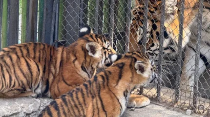 У амурских тигров в алматинском зоопарке родились два тигрёнка