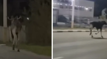 Лось пробежался по улицам Костаная