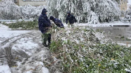 Көліктің үстіне қар басқан ағаш құлады