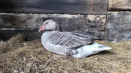 СҚО-да үй құстары белгісіз аурудан қырылып жатыр