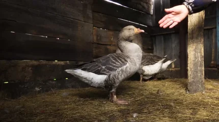 «С глаз кровь шла»: неизвестная болезнь косит домашнюю птицу в СКО