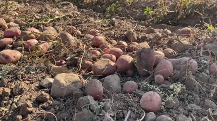 «Ыстыққа қарамастан, мол өнім жинадық»: Жамбыл облысының шаруаларын вегетация кезеңінде сумен қамту үшін 1 млрд текше метрден астам су алынды