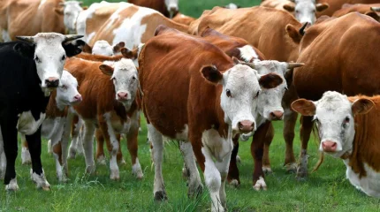 Асыл тұқымды мал сатып алуға 6%-бен несие берілуі мүмкін