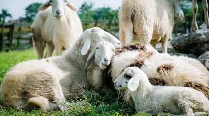 Супермаркет в Германии временно закрылся из-за визита 50 овец