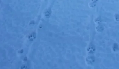 Алматы облысындағы Шелек өзенінің маңынан қар барысының ізі анықталды