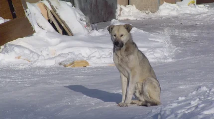 Бродячие собаки держат в страхе жителей Косшы
