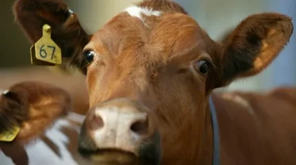 Работник «незаметно» распродал 500 голов скота с фермы в Акмолинской области