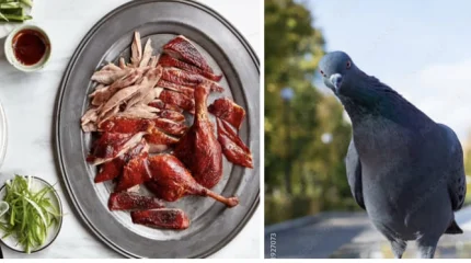 Китайский ресторан подавал голубей под видом уток в Мадриде