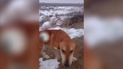 Мужчина и его собака месяц искали друг друга в степях области Жетiсу