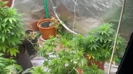 Әкесінің пәтеріне қарасора өсірген