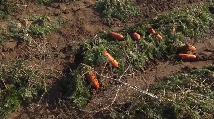 Запрет на экспорт казахстанской моркови может подорвать сельское хозяйство страны - депутат