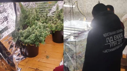 Қостанай облысында қарасора өсіру фактісі анықталды