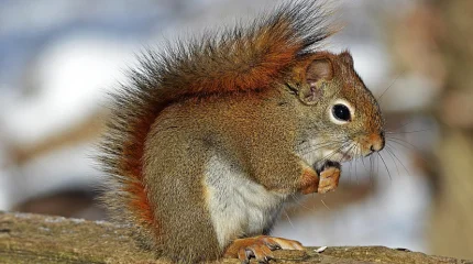 Штраф за кормление белок в парке: МВД разъяснило норму