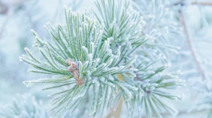 Шығыс Қазақстанда ауа температурасы -56 градусқа дейін жетті