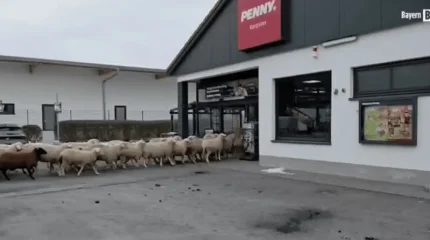 Стадо овец заблудилось и ворвалось в супермаркет в Германии