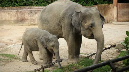 Слоны будут обогревать автомобильный тоннель в Штутгарте