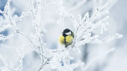 В Астане снег, в Шымкенте и Алматы гололёд: погода в понедельник, 19 января