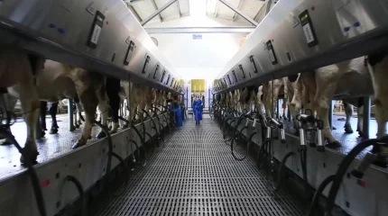 Растительный и животный протеин намерены производить в ВКО