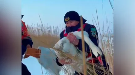 Жетісу облысында қамыс арасында қалып қойған аққу құтқарылды
