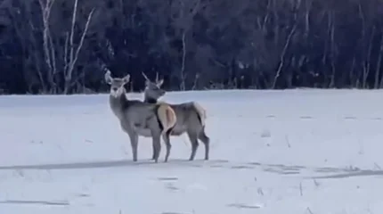 В Каркаралинском нацпарке на свободу выпустили маралов