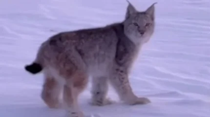 Сирек кездесетін сілеусін Семей табиғи резерватында көзге түсті