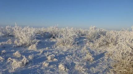 Пастух не вернулся домой в Жамбылской области