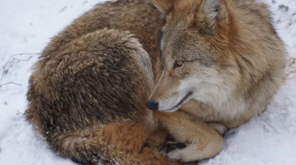 Қызылордалықтар қасқыр аулап жүр